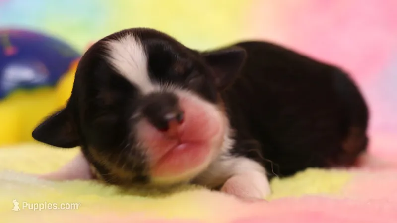 Rue  – Toy Australian Shepherd puppy for sale in Crawford, CO