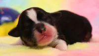 Rue , a female Toy Australian Shepherd for sale in Crawford, CO – 1 of 5