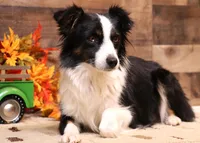 Carrie black-tri full white collar, a female Toy Australian Shepherd for sale in Crawford, CO – 6 of 7