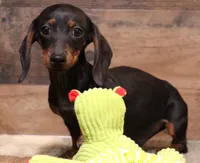 Billy blk/tan smooth, a male Miniature Dachshund for sale in Crawford, CO – 2 of 4