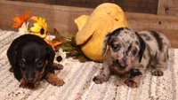 Bubbles silver/black/tan dapple wirehair f, a female Miniature Dachshund for sale in Crawford, CO – 3 of 5