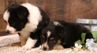 Carrie black-tri full white collar, a female Toy Australian Shepherd for sale in Crawford, CO – 4 of 7