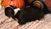 Ivory black-tri f, a female Toy Australian Shepherd for sale in Crawford, CO – 2 of 5