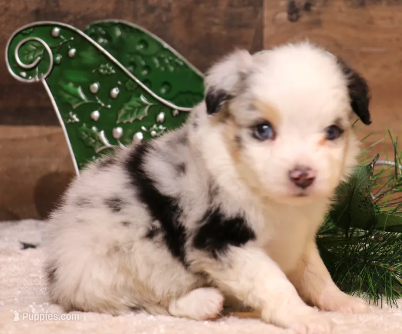 Christmas blue eyed Chase