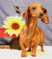 Ely black m, a male Miniature Dachshund for sale in Crawford, CO – 4 of 4