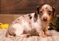 Odin choc/tan pied w/dapple smooth m, a male Miniature Dachshund for sale in Crawford, CO – 1 of 8