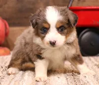 Rocket blue eyed blue merle Toy m, a male Toy Australian Shepherd for sale in Crawford, CO – Photo 2 of 4