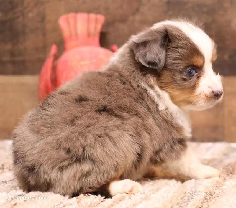 Rocket blue eyed blue merle Toy m – Toy Australian Shepherd puppy for sale in Crawford, CO