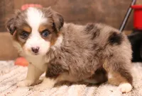Rocket blue eyed blue merle Toy m, a male Toy Australian Shepherd for sale in Crawford, CO – Photo 3 of 4