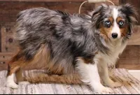 Rocket blue eyed blue merle Toy m, a male Toy Australian Shepherd for sale in Crawford, CO – Photo 4 of 4