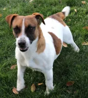 Sailor is a shorty, a female Jack Russell Terrier for sale in Crawford, CO – 5 of 5