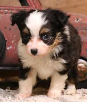 Lily black-tri Toy f, a female Toy Australian Shepherd for sale in Crawford, CO – 2 of 9