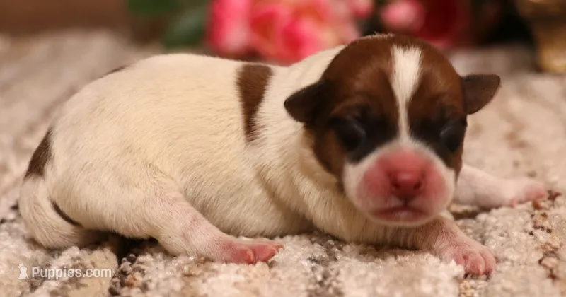 Seely is a shorty male – Jack Russell Terrier puppy for sale in Crawford, CO