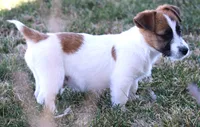 Wayne is a Shorty, a male Jack Russell Terrier for sale in Crawford, CO – Photo 4 of 4