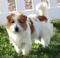 Wayne is a Shorty, a male Jack Russell Terrier for sale in Crawford, CO – Photo 6 of 6