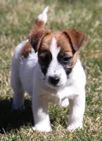 Wayne is a Shorty, a male Jack Russell Terrier for sale in Crawford, CO – Photo 1 of 4