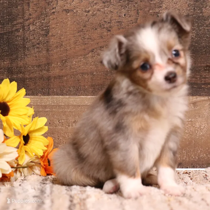 Jade – Toy Australian Shepherd puppy for sale in Crawford, CO