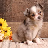 Jade, a female Toy Australian Shepherd for sale in Crawford, CO – 1 of 9