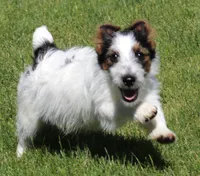 Warren is a shorty, a male Jack Russell Terrier for sale in Crawford, CO – 1 of 10