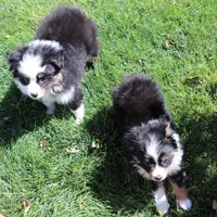 Tessa, a female Toy Australian Shepherd for sale in Crawford, CO – 6 of 9