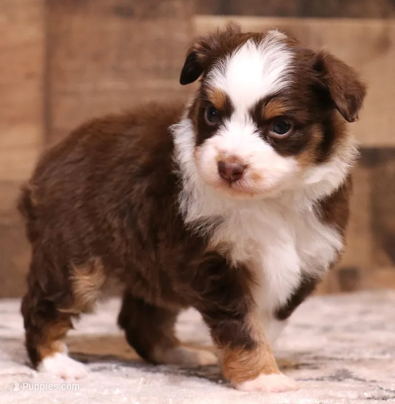Starke red tri m – Toy Australian Shepherd puppy for sale in Crawford, CO