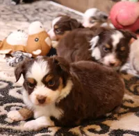Starke red tri m, a male Toy Australian Shepherd for sale in Crawford, CO – Photo 2 of 3