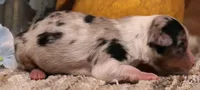 Candy blue merle Toy female, a female Toy Australian Shepherd for sale in Crawford, CO – 2 of 5