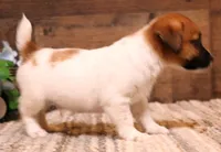 Sawyer is a shorty male, a male Jack Russell Terrier for sale in Crawford, CO – 3 of 9