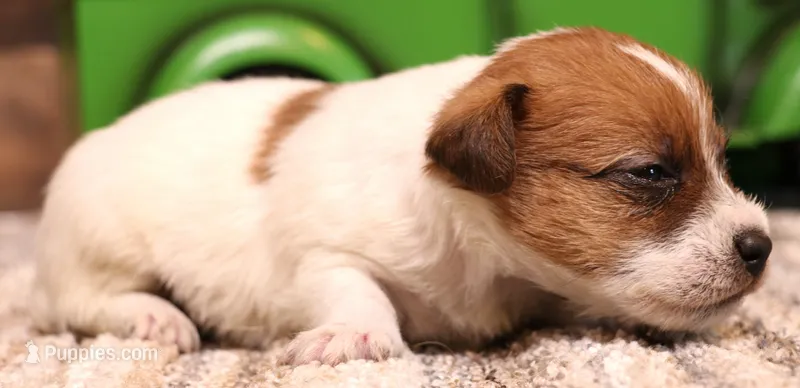 Seely is a shorty male – Jack Russell Terrier puppy for sale in Crawford, CO