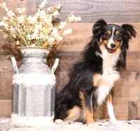 Thistle black-tri Toy f, a female Toy Australian Shepherd for sale in Crawford, CO – 9 of 9