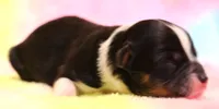 Rue , a female Toy Australian Shepherd for sale in Crawford, CO – 2 of 5