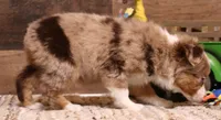 Canyon red merle blue eyes, a male Toy Australian Shepherd for sale in Crawford, CO – 2 of 6