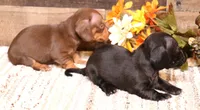 Buffy black longhair, a female Miniature Dachshund for sale in Crawford, CO – 4 of 6