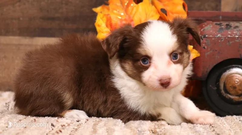 Leo red-tri Toy Aussie – Toy Australian Shepherd puppy for sale in Crawford, CO