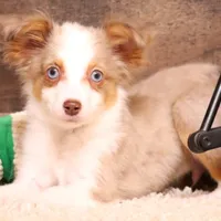 Iggy blue eyes, a male Toy Australian Shepherd for sale in Crawford, CO – Photo 1 of 8