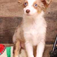 Iggy blue eyes, a male Toy Australian Shepherd for sale in Crawford, CO – Photo 2 of 8