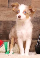 Iggy blue eyes, a male Toy Australian Shepherd for sale in Crawford, CO – Photo 1 of 5