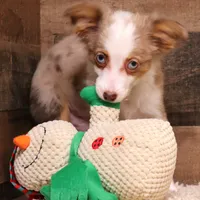 Iggy blue eyes, a male Toy Australian Shepherd for sale in Crawford, CO – Photo 4 of 8