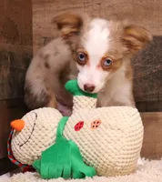 Iggy blue eyes, a male Toy Australian Shepherd for sale in Crawford, CO – Photo 4 of 5