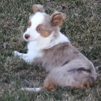 Iggy blue eyes, a male Toy Australian Shepherd for sale in Crawford, CO – Photo 6 of 8