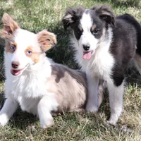 Iggy blue eyes, a male Toy Australian Shepherd for sale in Crawford, CO – Photo 8 of 8