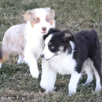 Iggy blue eyes, a male Toy Australian Shepherd for sale in Crawford, CO – Photo 7 of 8