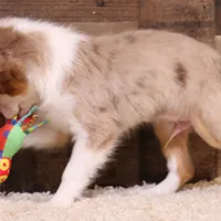 Iggy blue eyes, a male Toy Australian Shepherd for sale in Crawford, CO – Photo 3 of 8