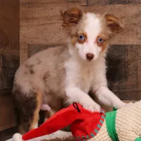 Iggy blue eyes, a male Toy Australian Shepherd for sale in Crawford, CO – Photo 5 of 8