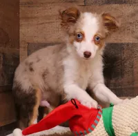 Iggy blue eyes, a male Toy Australian Shepherd for sale in Crawford, CO – Photo 5 of 5