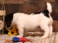Shorty Rip has a black head, a male Jack Russell Terrier for sale in Crawford, CO – 4 of 8