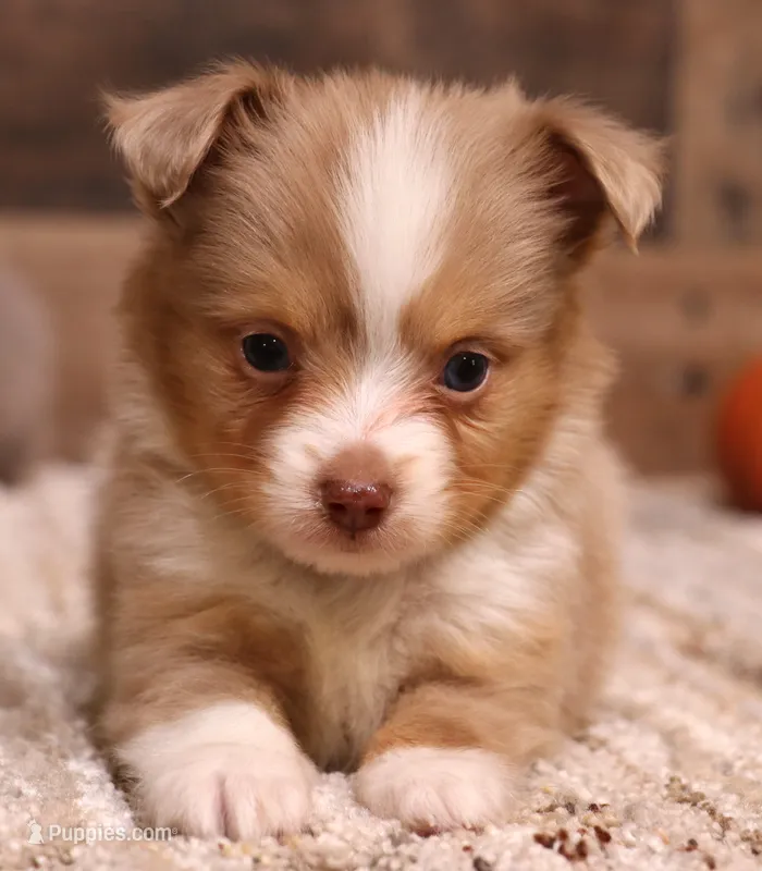 James – Toy Australian Shepherd puppy for sale in Crawford, CO