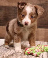 Canyon red merle blue eyes, a male Toy Australian Shepherd for sale in Crawford, CO – 1 of 6