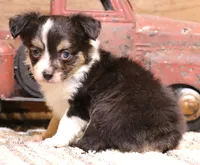 Lucy Black-tri Toy Aussie, a female Toy Australian Shepherd for sale in Crawford, CO – 2 of 7