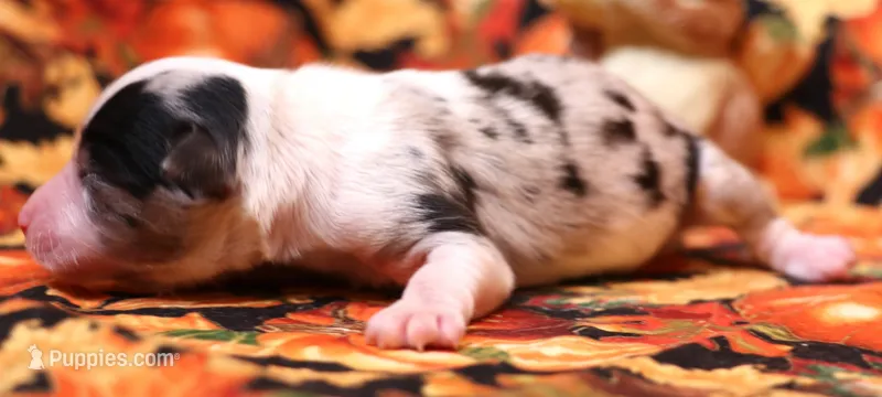 Cassie blue merle, a female Toy Australian Shepherd for sale in Crawford, CO – 1 of 4